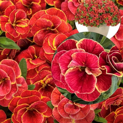 Calibrachoa SUPERBELLS 'Double Red-Yellow' - Puispetuunia SUPERBELLS 'Double Red-Yellow' P9/0,55L